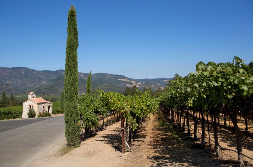 Grape vineyards fill the Napa Valley near Castello di Amorosa winery.. Silverado Trail, Napa Valley, California